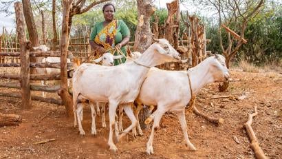 Lucia Munyao takes care of her goats on her family’s farm, where they grow sunflowers. Through the AgriFin program, Prosper Global and local partners use DigiFarm to reach farmers in Kenya with services to help them improve their livelihoods. DigiFarm linked them to a commercial buyer at harvest time. Lucia and her husband earned new income that helped to pay for their children’s school fees.