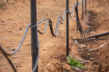 Drip watering system in jordan agricultural field.