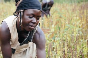 Concy and her husband Charles work alongside each other to harvest their acre of chia. The crop has never been grown here before, but it's showing great promise. All photos: Corinna Robbins/Prosper Global