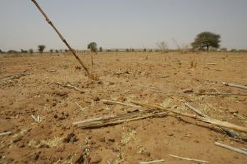 Recurring droughts have left the land in Niger dry and cracked, causing harvests to fail. Photo: Cassandra Nelson/Prosper Global