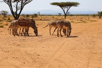 Pack animals in rangeland in Kenya.