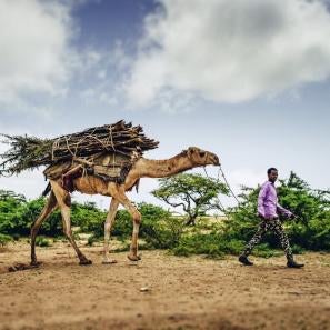 Man in purple shirt leading two camels on a rope. camels have large bundles of sticks tied to their backs.