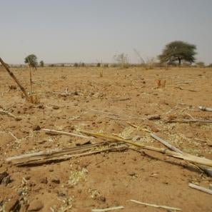 Recurring droughts have left the land in niger dry and cracked, causing harvests to fail. photo: cassandra nelson/prosper global