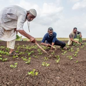 Farmers tilling a field.