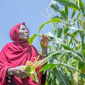 A person picks corn from a field.