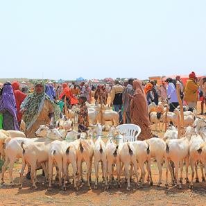 A busy trading day at a livestock market in jigjiga, ethiopia.