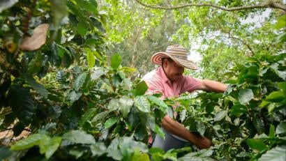 Man in coffee bean field