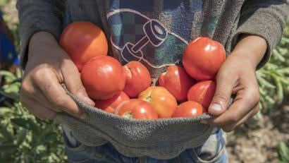Mohammed, 15, carries fresh tomatoes from the fields. He is the landowner’s son. This village is home to another 400 families who benefit indirectly from reduced prices and a broader range of foods.