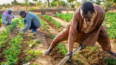 Malians working in agricultural setting.