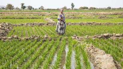 A person standing in a field on a farm.