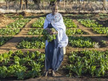 A person holding harvested kale from a community garden in northern Kenya.